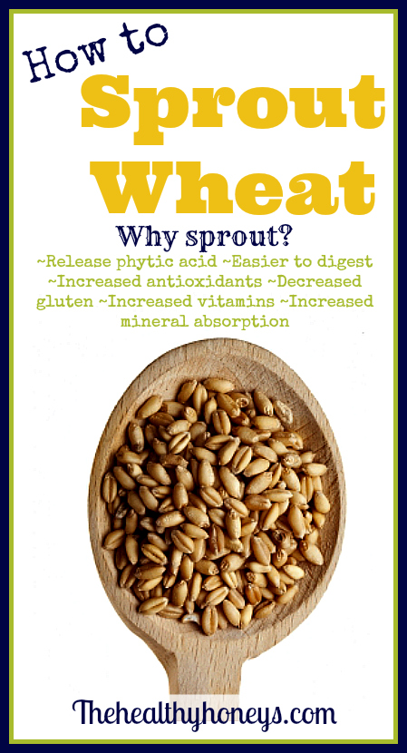 How to sprout wheat