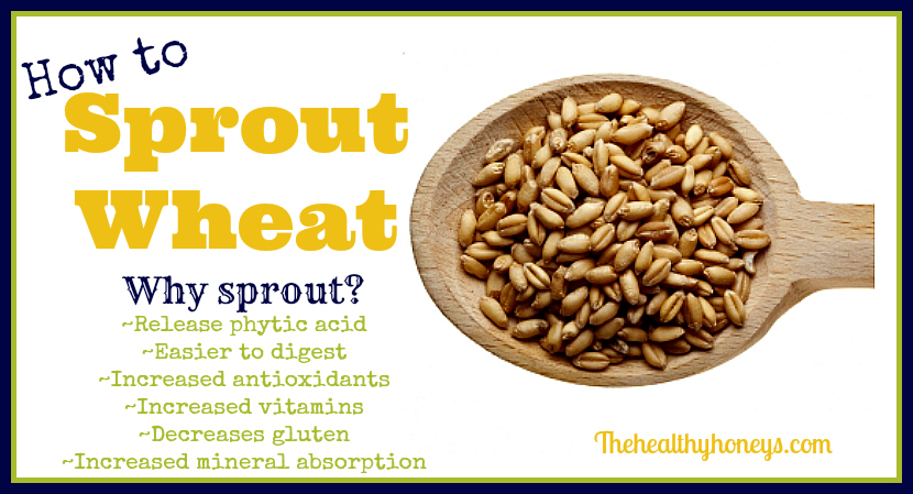 How to Sprout Wheat