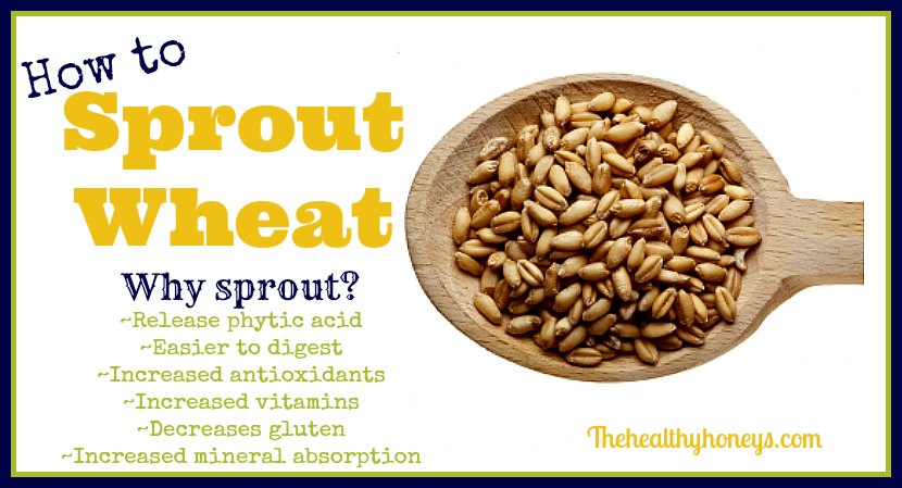 How to sprout wheat