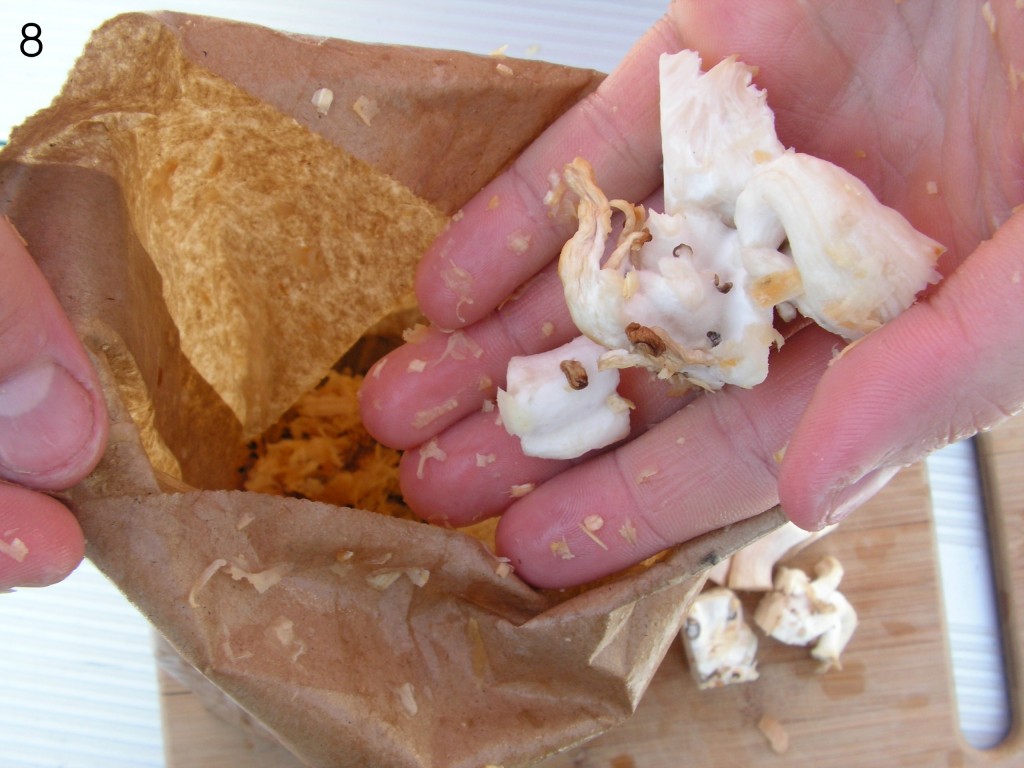 Then add about 1/2 of your cut up mycelium into the bag. Then place another handful of the bedding into the bag and fold it up. 