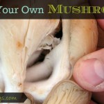 How to Grow Your Own Mushrooms