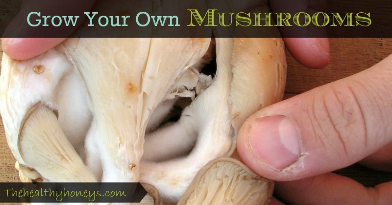 grow your own mushrooms
