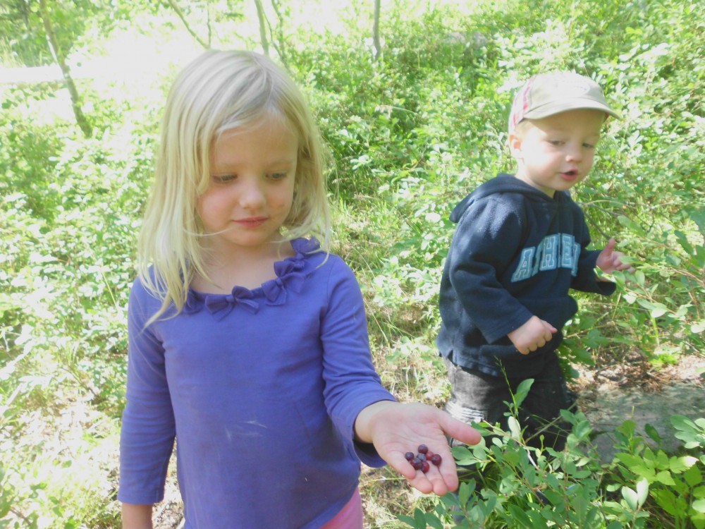 huckleberry picking