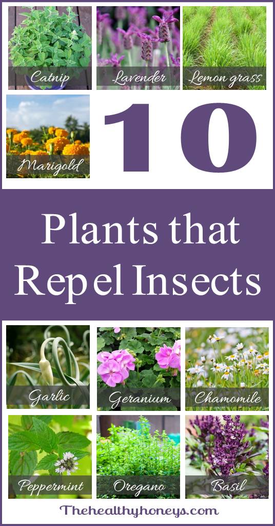 Top 10 plants that repel unwanted insects - The Healthy Honey's