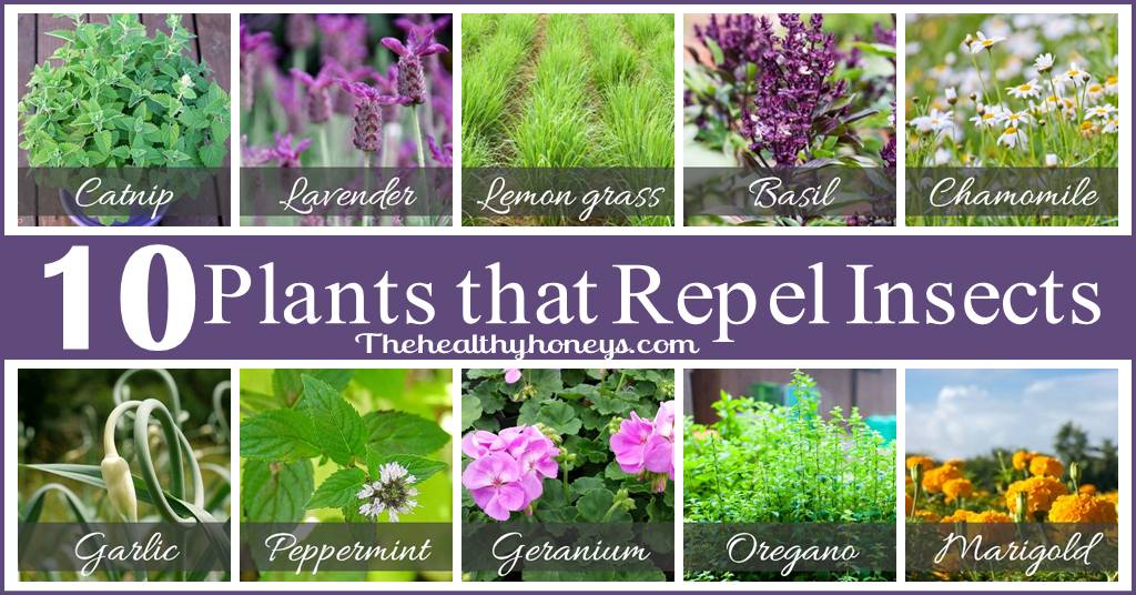 Top 10 plants that repel unwanted insects