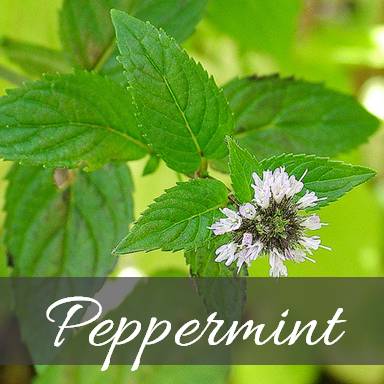 Top 10 plants that repel unwanted insects - The Healthy Honey's