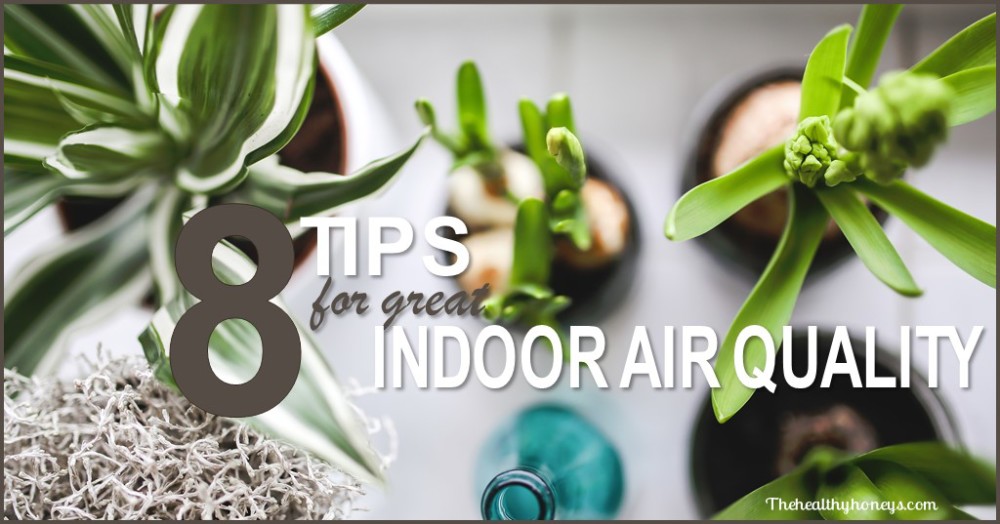 Plants indoor air quality